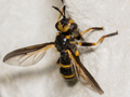 Leopoldius calceatus